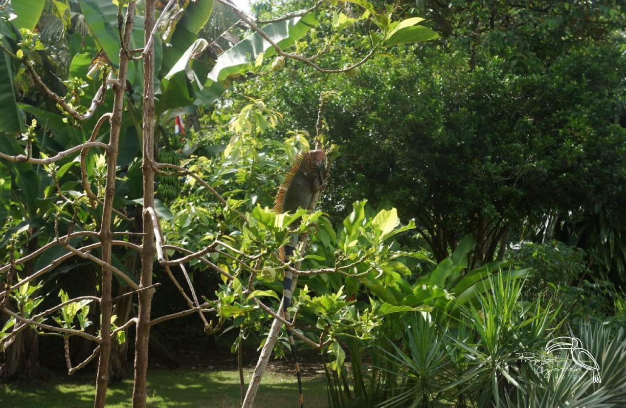 Tropical Garden Hotel Jacó Exterior foto